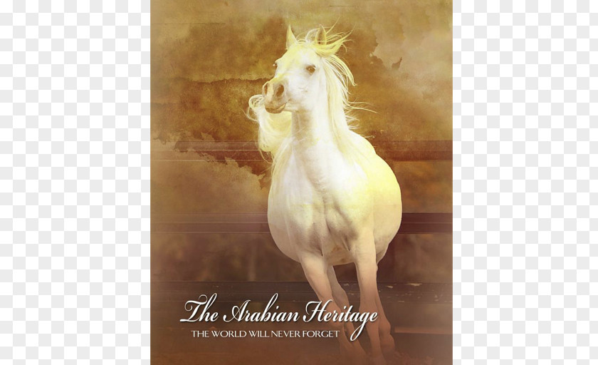 Magazine Ad Arabian Horse Stallion Mustang Mare Unicorn PNG