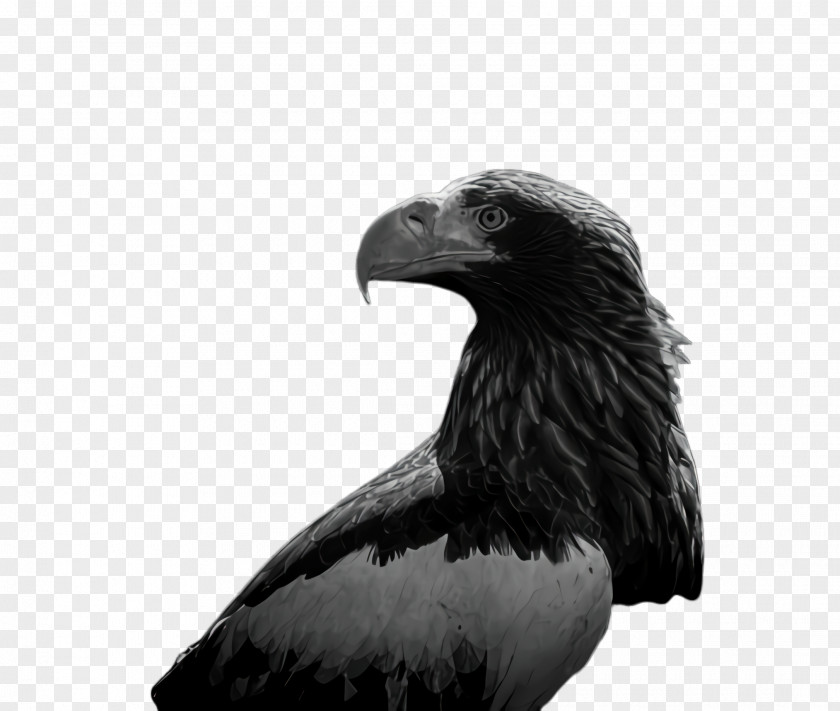 Sea Eagle Feather Bird PNG