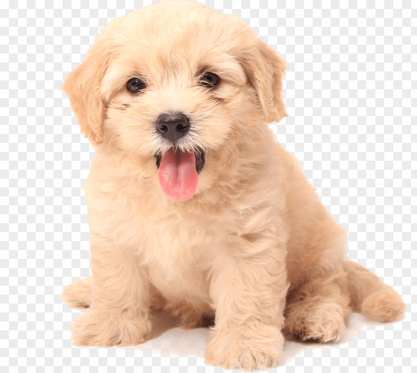 Dog Cat Towel Puppy Pet PNG