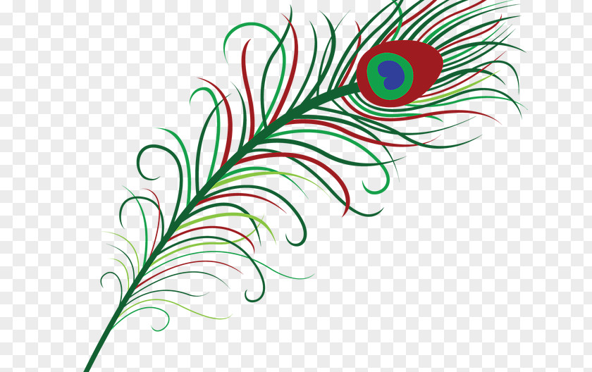 Feather Pavo Bird Clip Art PNG