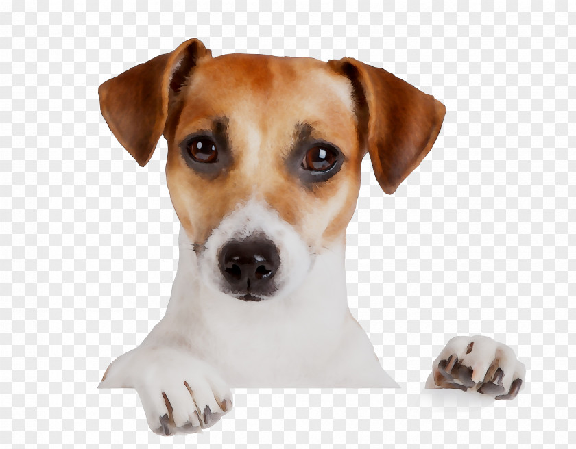 Jubileum Dog Breed Birthday Holiday Jack Russell Terrier PNG