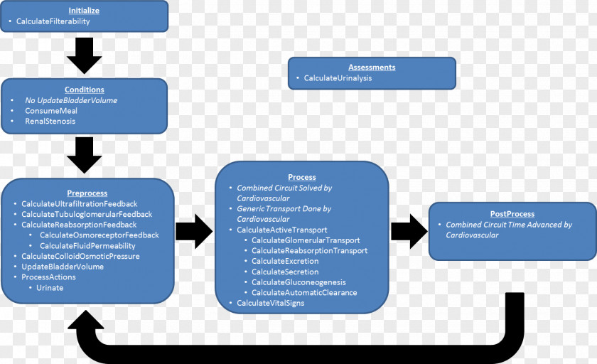 Kidney Excretory System Reabsorption Renal Physiology Urine PNG