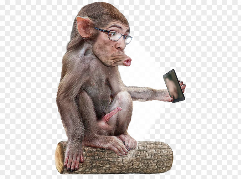Selfie Common Chimpanzee Primate Ape Macaque Cercopithecidae PNG