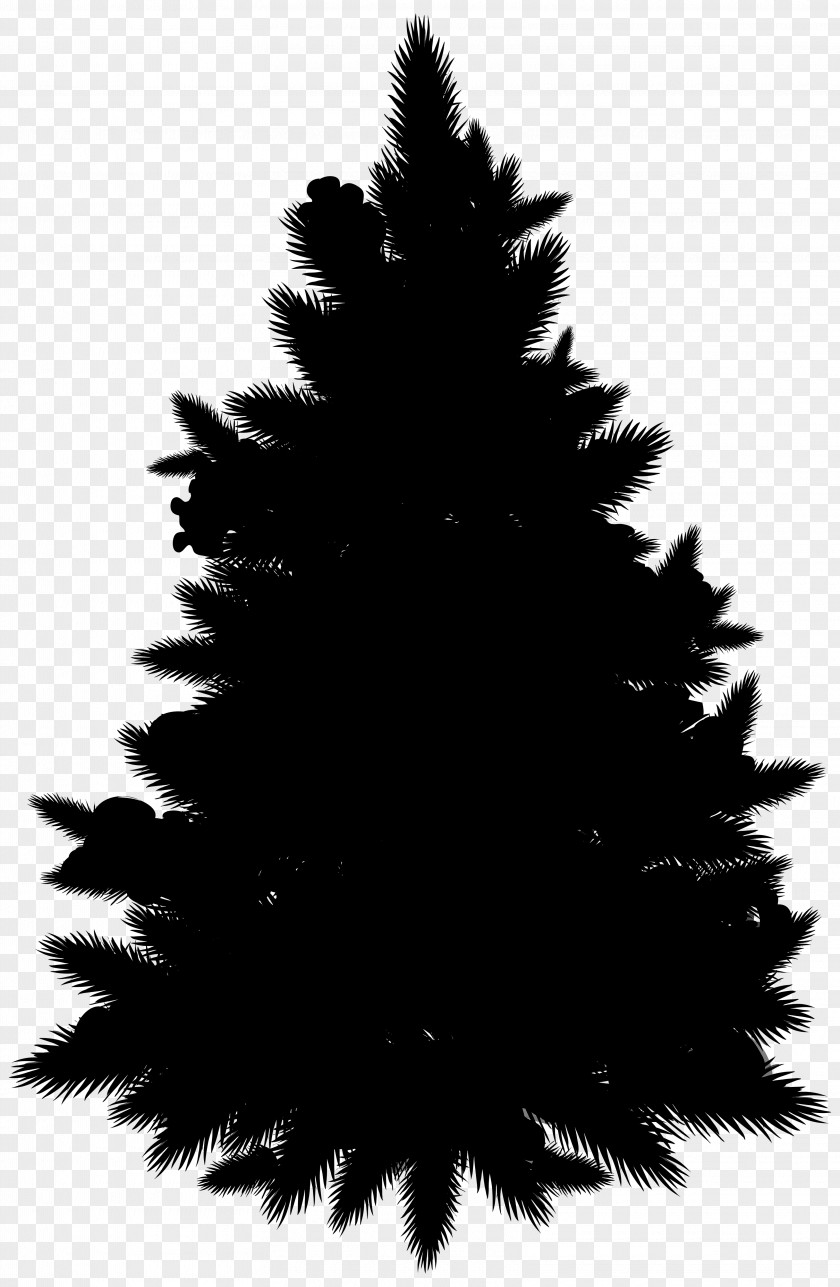 Spruce Christmas Tree Fir Ornament Pine PNG