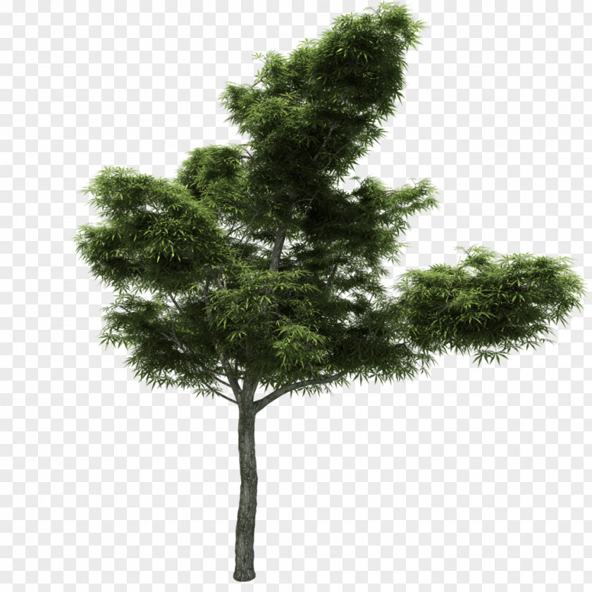 Transparent Tree Pine Larch Branch Image PNG