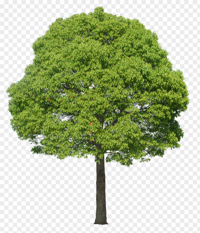 Tree Plant PNG