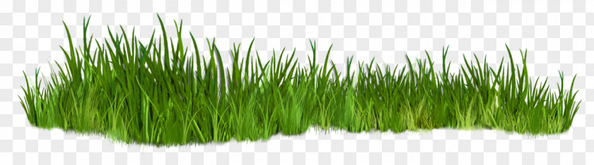 Plant Shrub Grasses Clip Art PNG