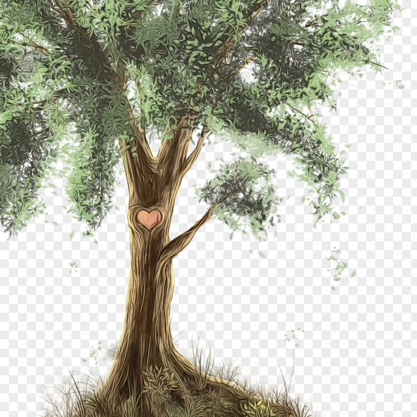 Plant Stem Root Tree PNG