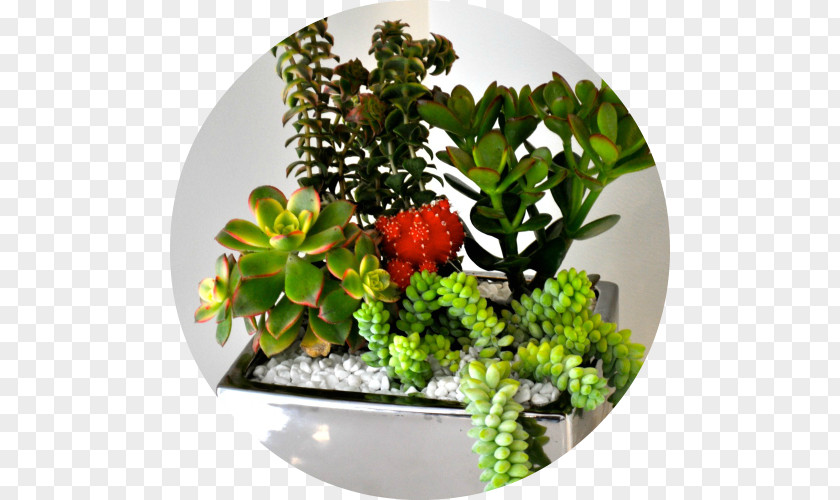 Suculent Succulent Plant Houseplant San Diego Cactus And Society Babybella Succulents Restaurant PNG