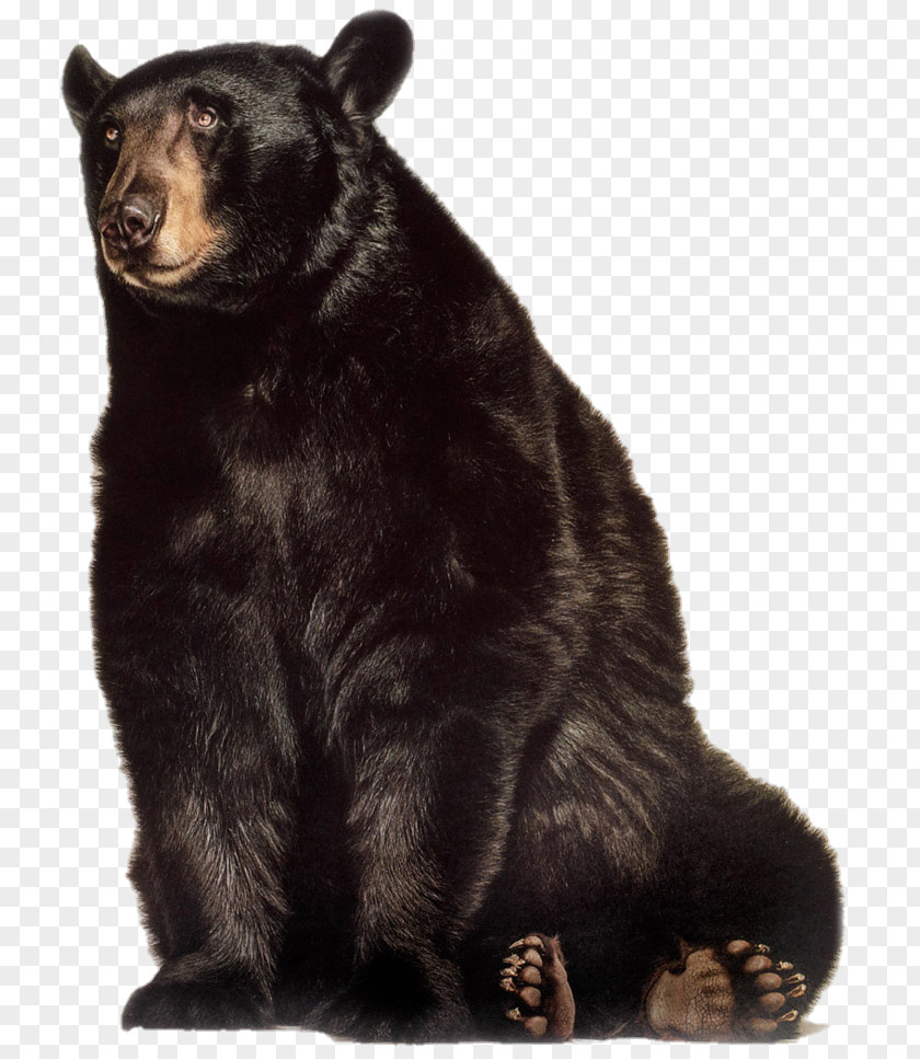 Bear Grizzly American Black Gorilla Animal PNG