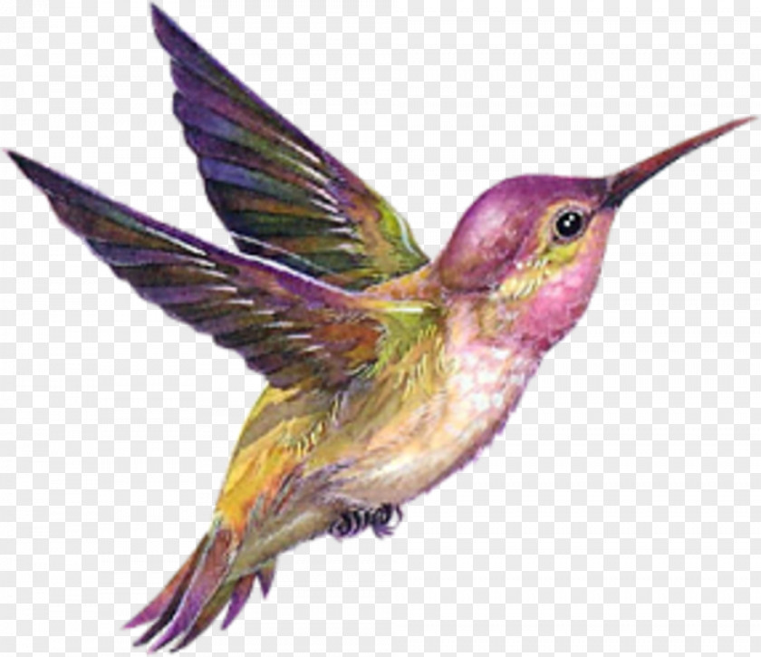 Bird Pink Hummingbird Drawing PNG