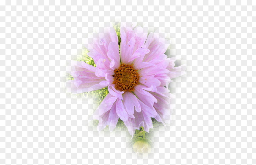 Chrysanthemum Garden Cosmos Transvaal Daisy Cut Flowers Petal PNG
