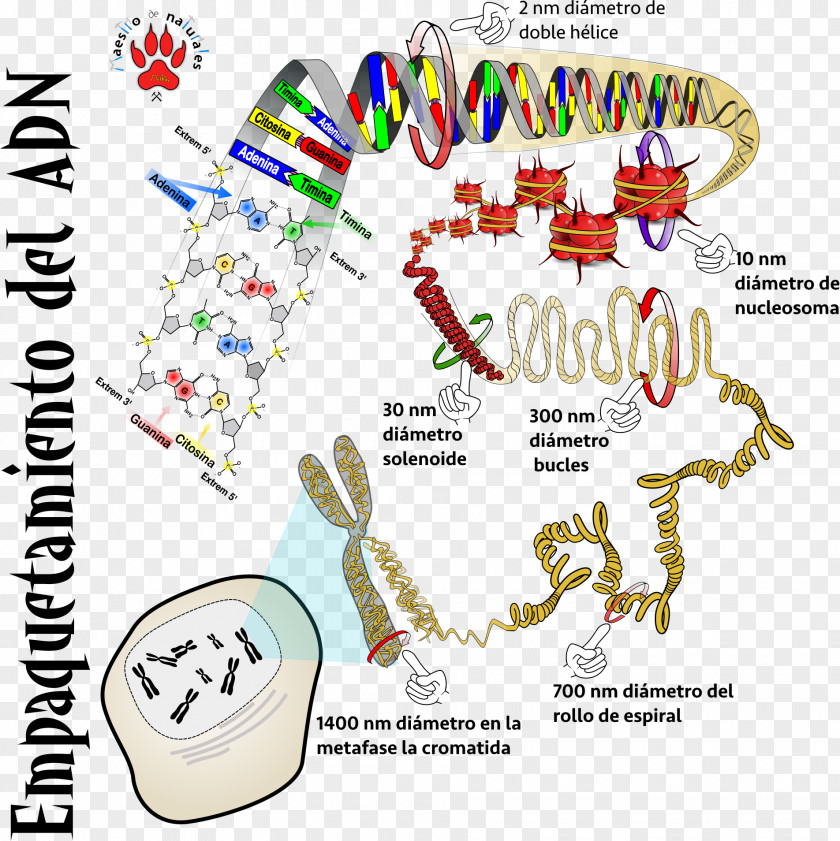 Skat DNA RNA CmapTools Monocaténaire Phosphodiester Bond PNG