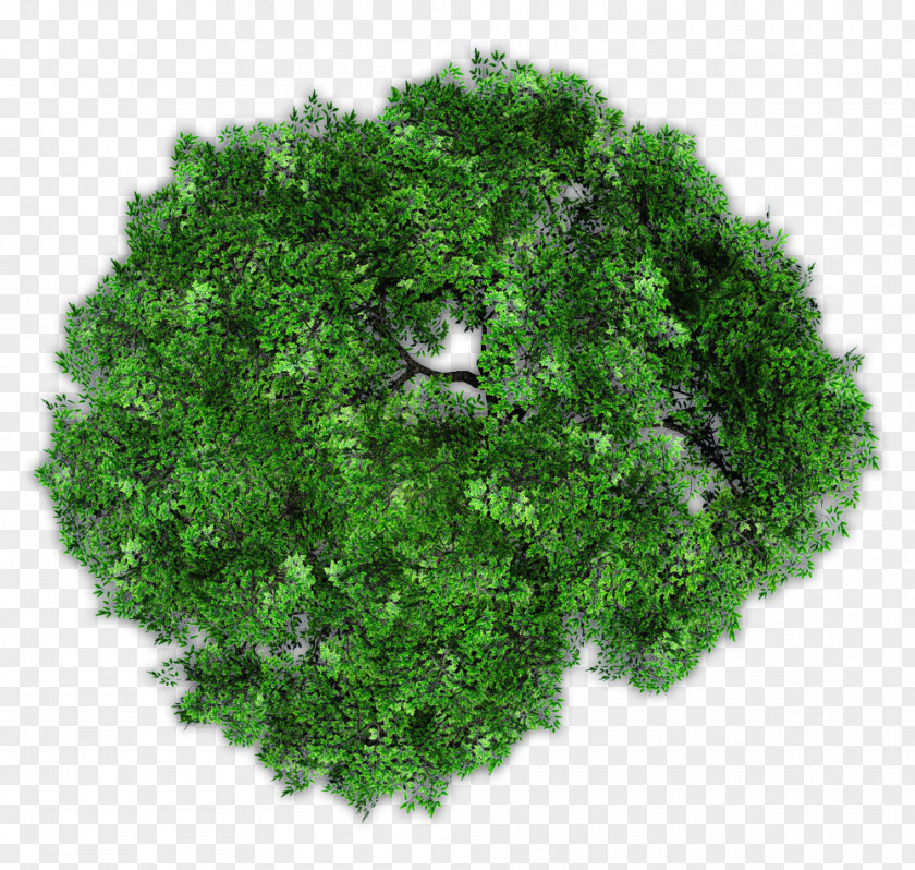 Tree Top View Image Garden Plants Photograph Royalty-free PNG