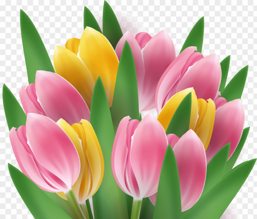 Tulip Flower Clip Art PNG