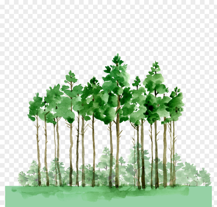 Vector Green Forest Watercolor Painting Oil Paint Drawing PNG