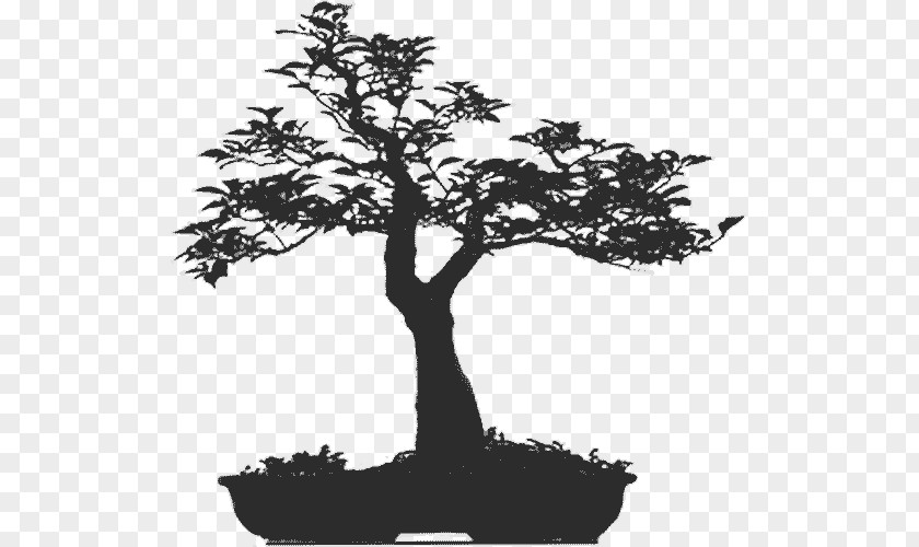 Bonsai Tree Morikami Museum And Japanese Gardens Woody Plant Houseplant PNG