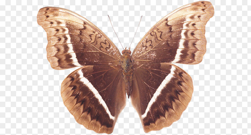 Butterfly Brush-footed Butterflies Gossamer-winged Silkworm Moth PNG