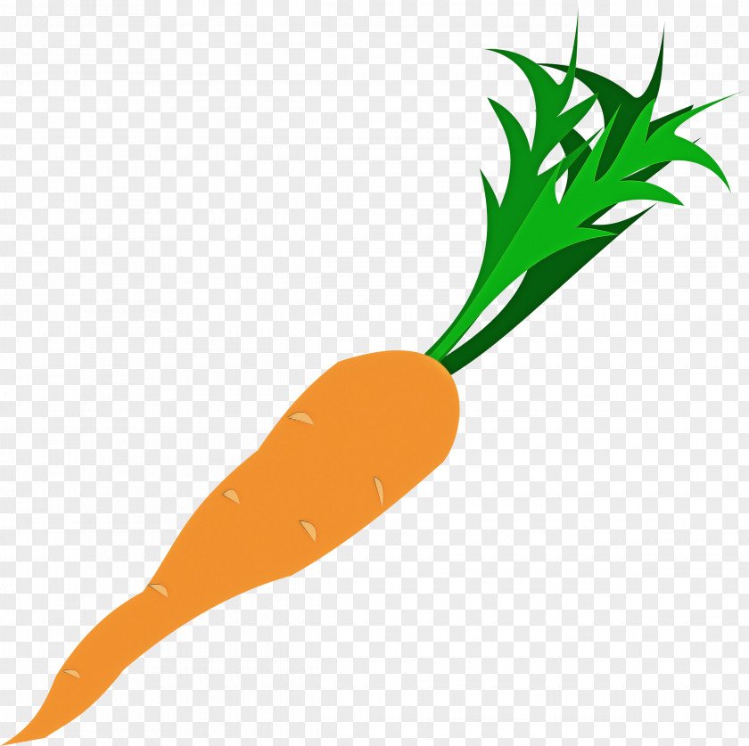 Carrot Root Vegetable Radish Baby PNG