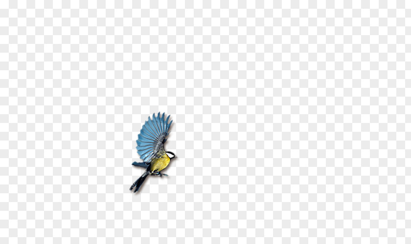 Cartoon Bird Papua New Guinea Wallpaper PNG