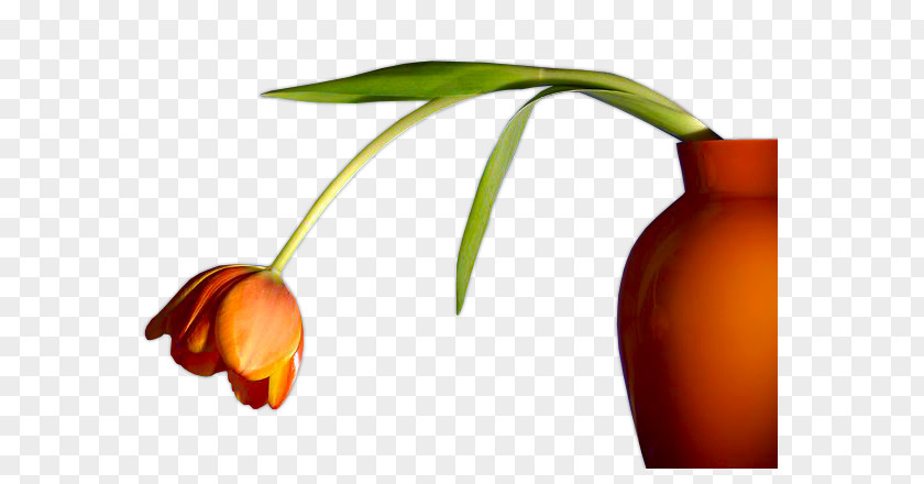 Flowers Tulips Flower Vase PNG
