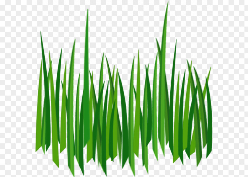 Grass Image Green Picture Lawn Clip Art PNG