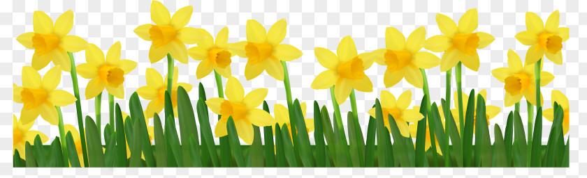 Grass With Daffodils Clipart Picture Daffodil Clip Art PNG