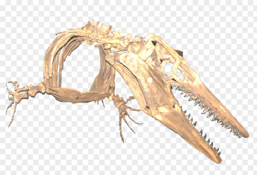 Jaw PNG