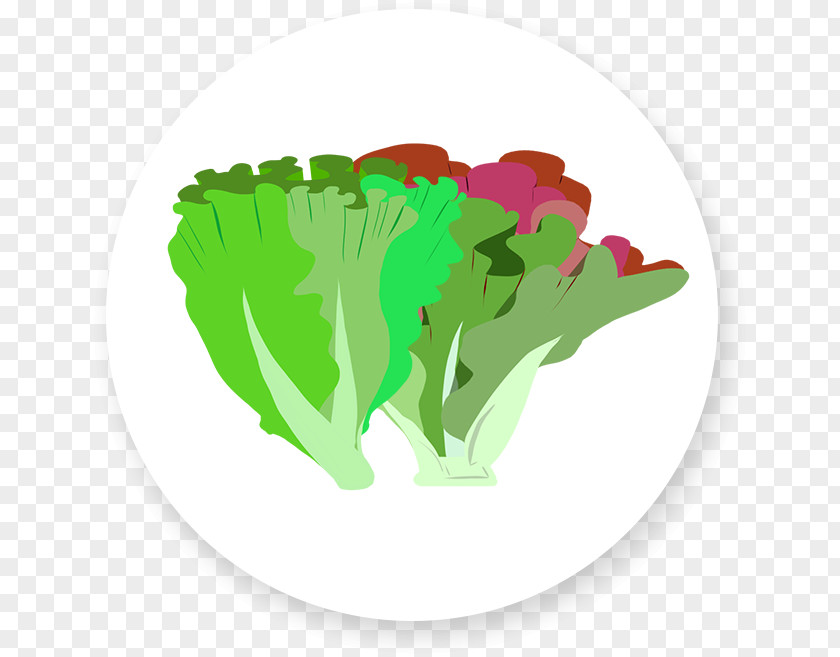 Salad Mesclun Vinaigrette Vegetarian Cuisine Lettuce Leaf Vegetable PNG