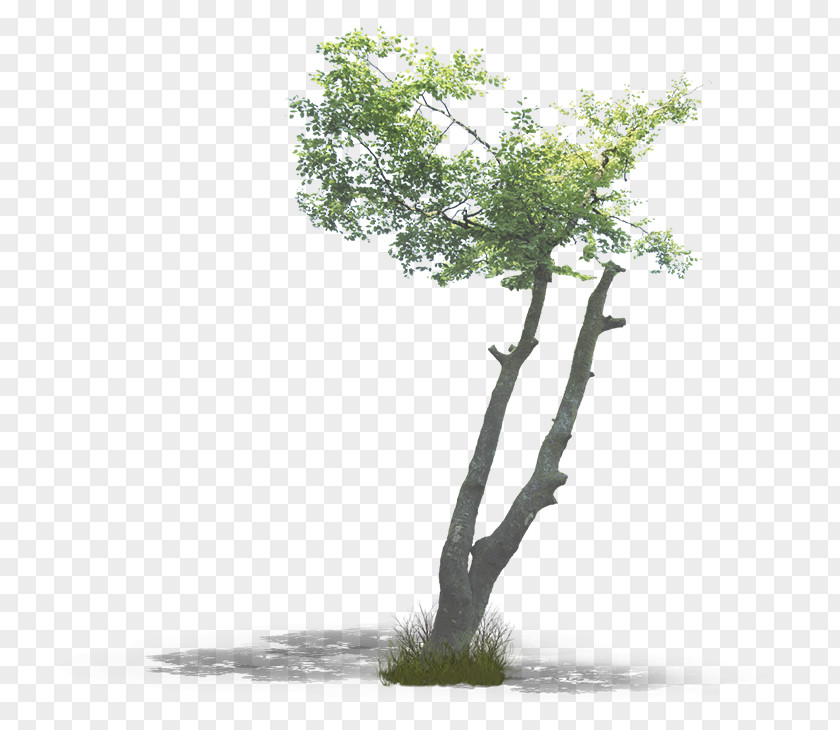 Tree Branch Woody Plant Trunk Oak PNG