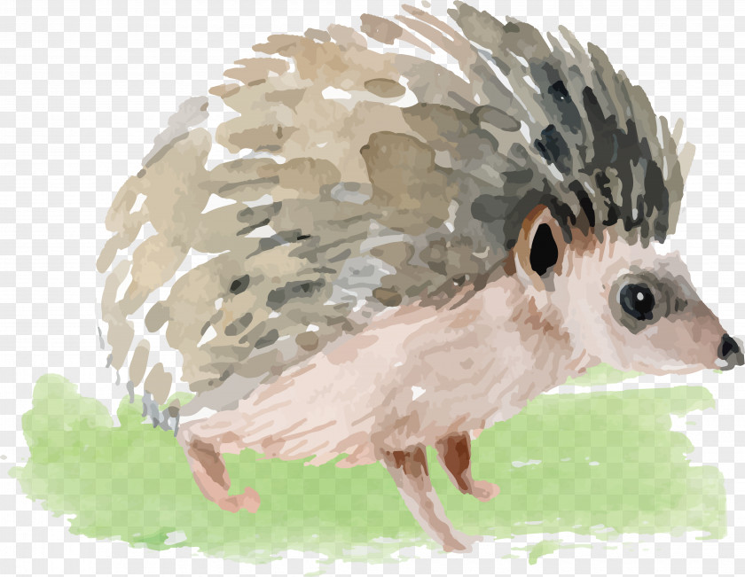 Watercolor Little Hedgehog Domesticated Painting PNG