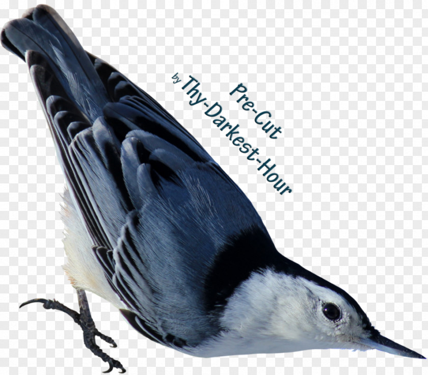 White Parrot Bird Lark Download PNG