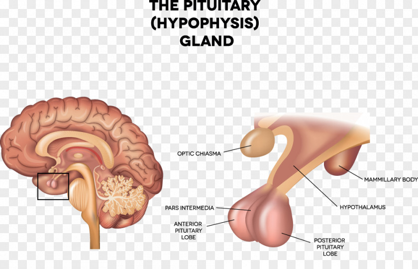 Brain Pituitary Gland Anterior Endocrine System PNG