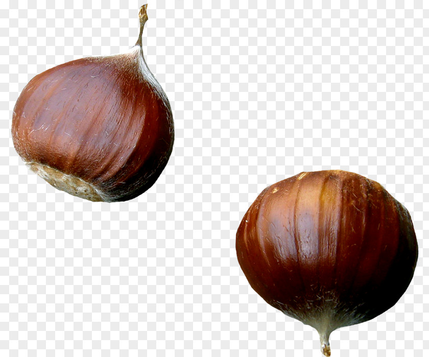 Chestnut PhotoScape GIMP Blog PNG