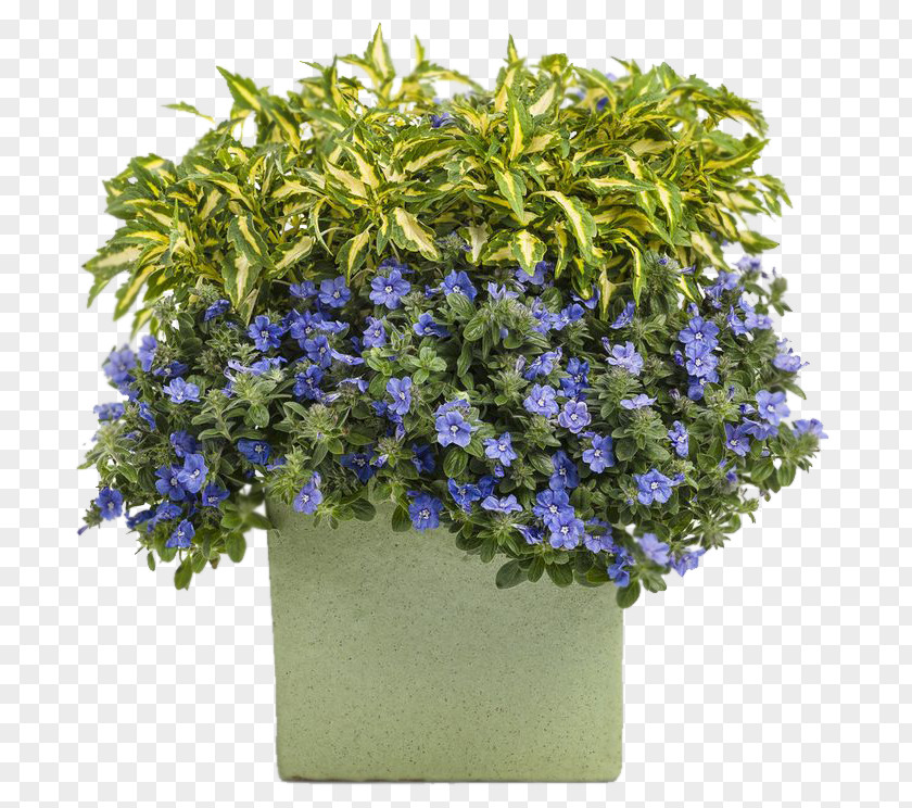 Flower Evolvulus Glomeratus Flowerpot Blue PNG