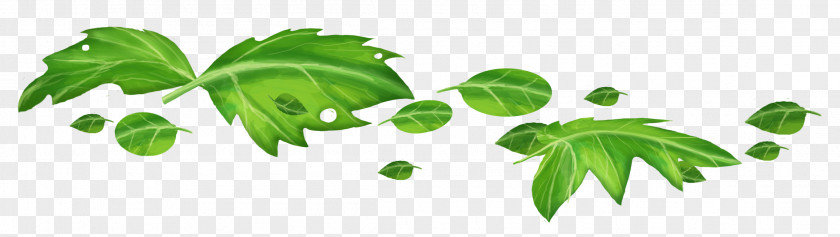 Leaf Branch PNG