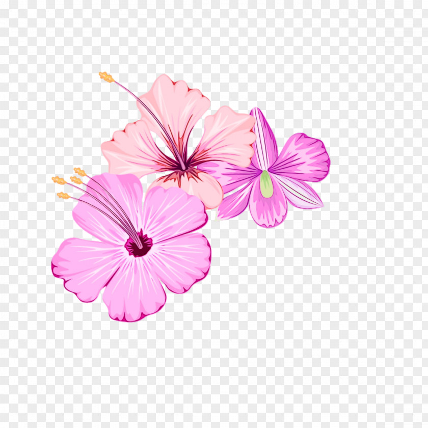 Mallow Family Morning Glory Pink Petal Flower Plant Flowering PNG