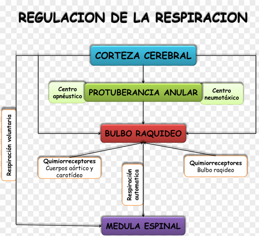 Mayo Breathing Human Physiology Arnas Aparatuaren Fisiologia Pedagogy PNG