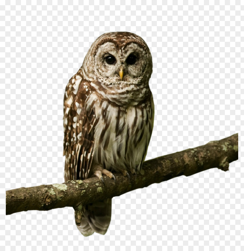 Owl Bird Desktop Wallpaper Image Metaphor PNG