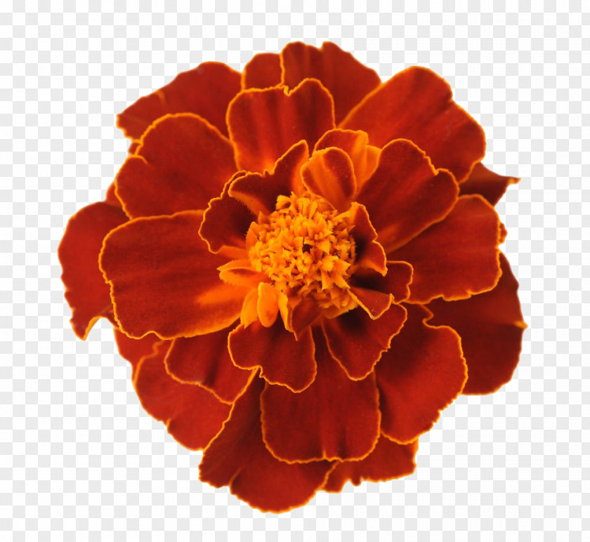 Red Marigold Leave The Material Mexican Flower Tagetes Lucida PNG