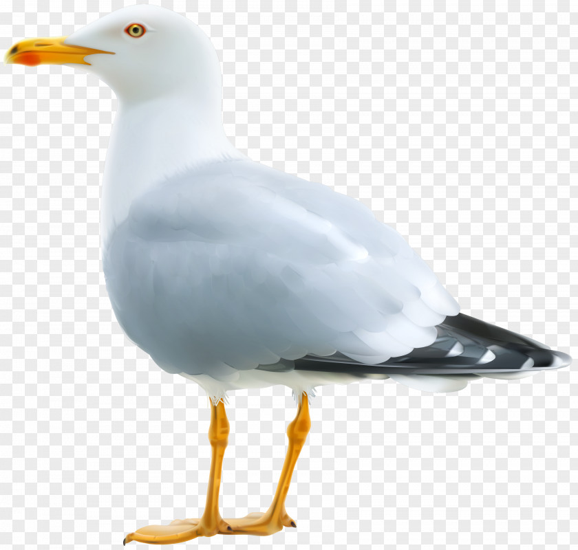 Seagull Clipart Image Gulls Clip Art PNG