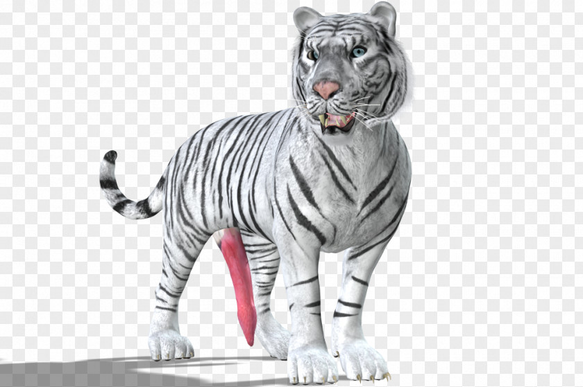 Tiger White Big Cat Whiskers PNG