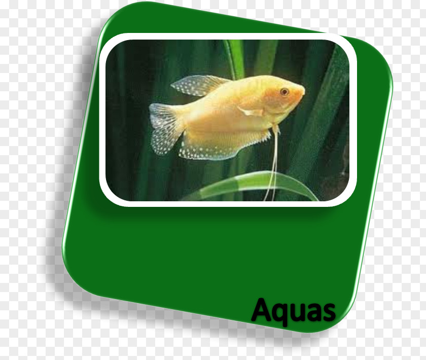 Fish Goldfish Siamese Fighting Aquarium Kissing Gourami PNG