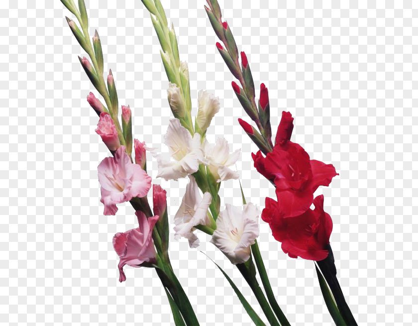 Gladiolus File Scarlet Cut Flowers Clip Art PNG