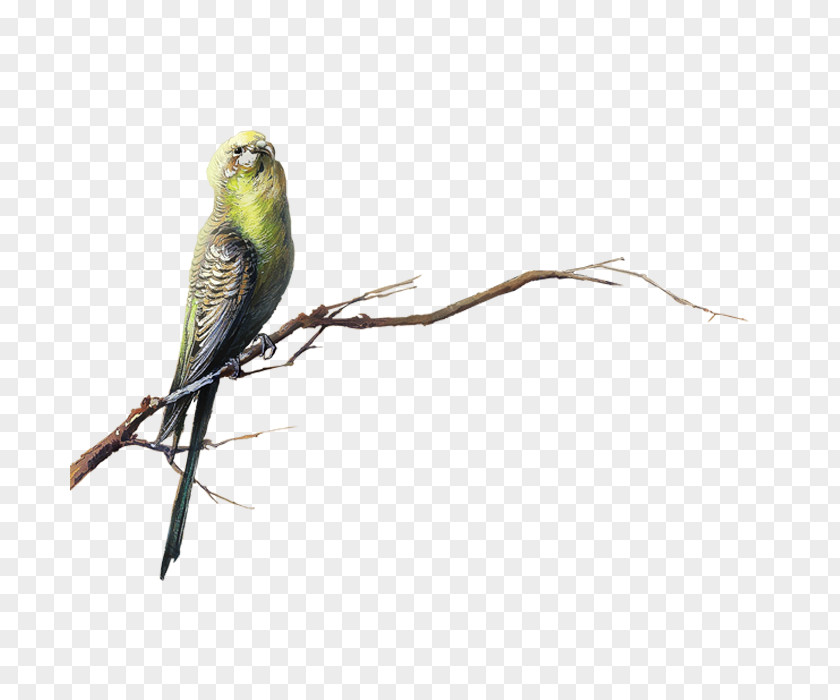 Parrot Bird Transparency And Translucency Clip Art PNG