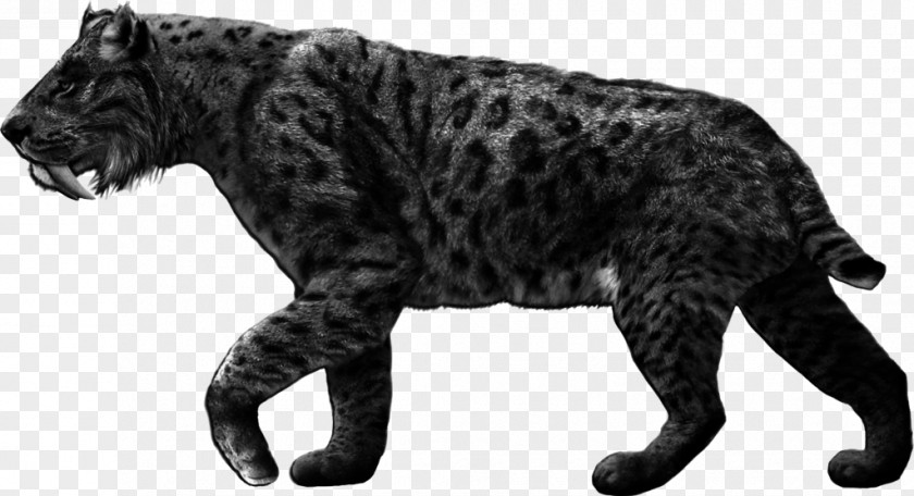 Tiger Machairodontinae Cheetah Smilodon Populator Saber-toothed Cat PNG