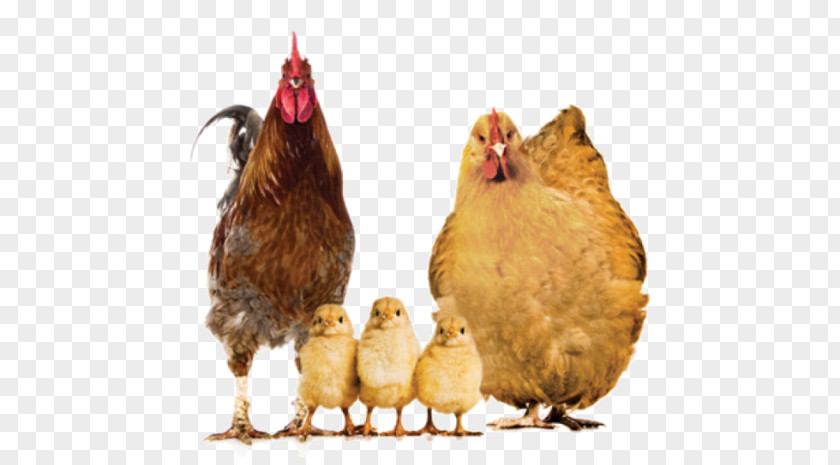 A Five Chickens Rooster Crispy Fried Chicken Buffalo Wing Barbecue PNG