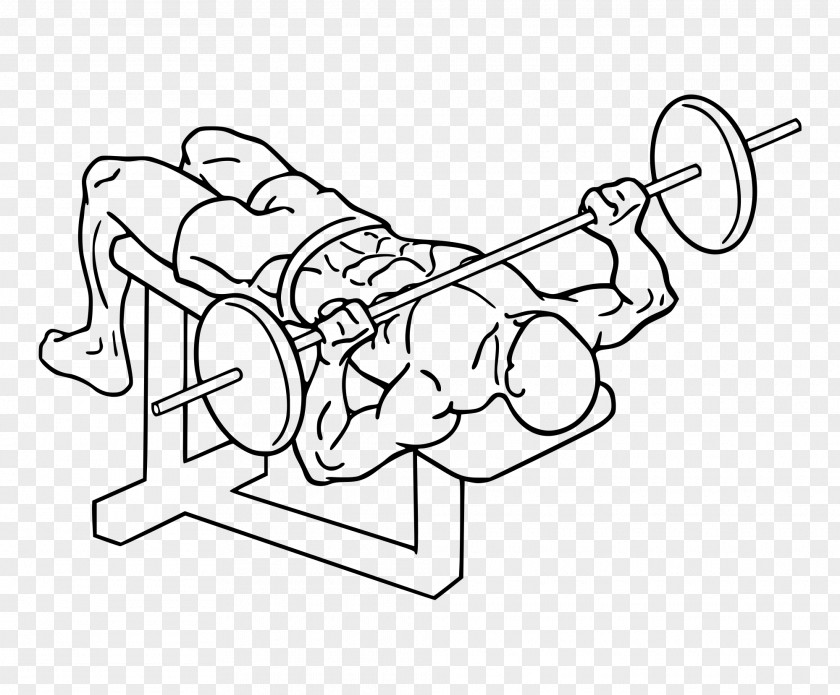 Barbell Bench Press Physical Exercise Weight Training PNG