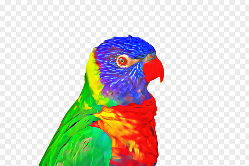 Budgie Parrot Bird PNG