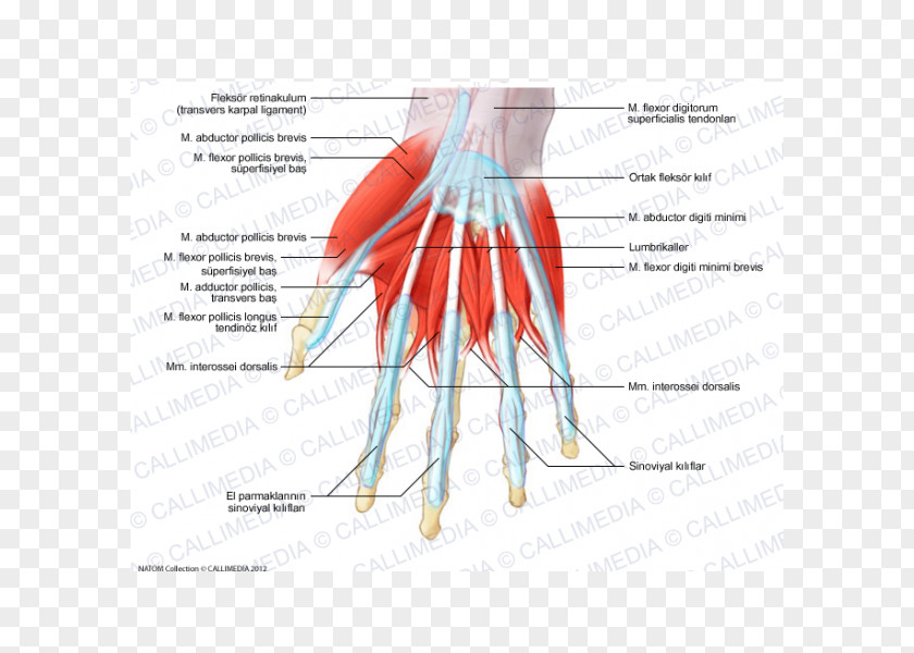 Hand Thumb Abductor Digiti Minimi Muscle Of Lumbricals The PNG
